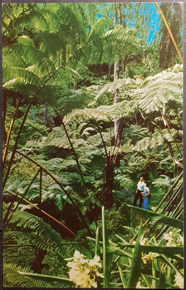 (image for) postcard USA - HI - Hawaii #0007